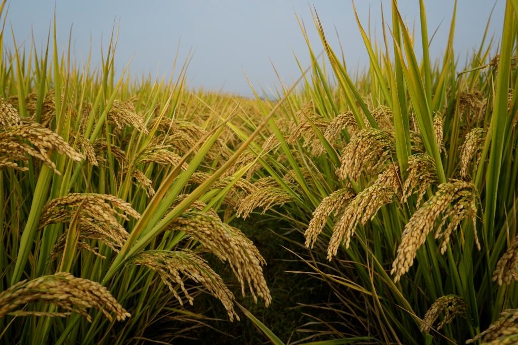 品种来源:浙04a×浙恢f1015 产量表现:经2013年浙江省单季籼粳杂交稻